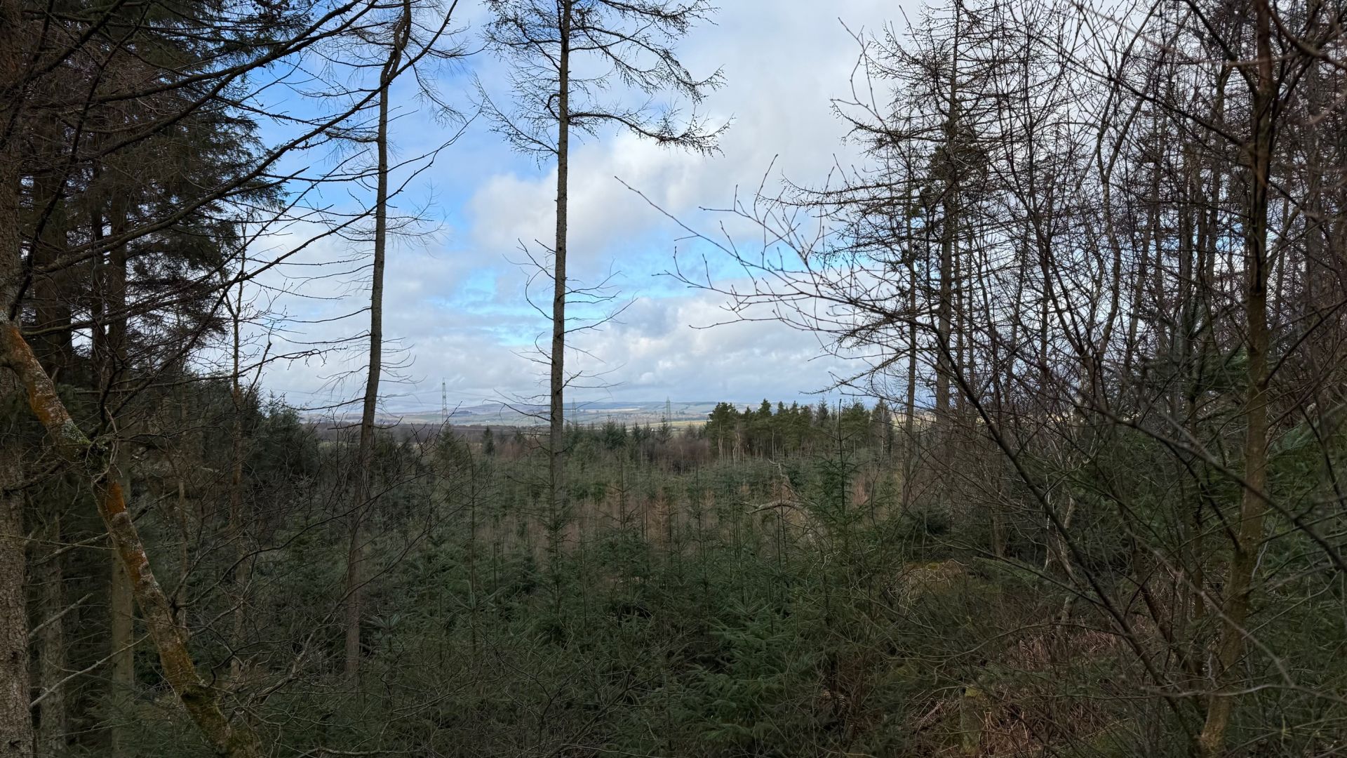 Torwood